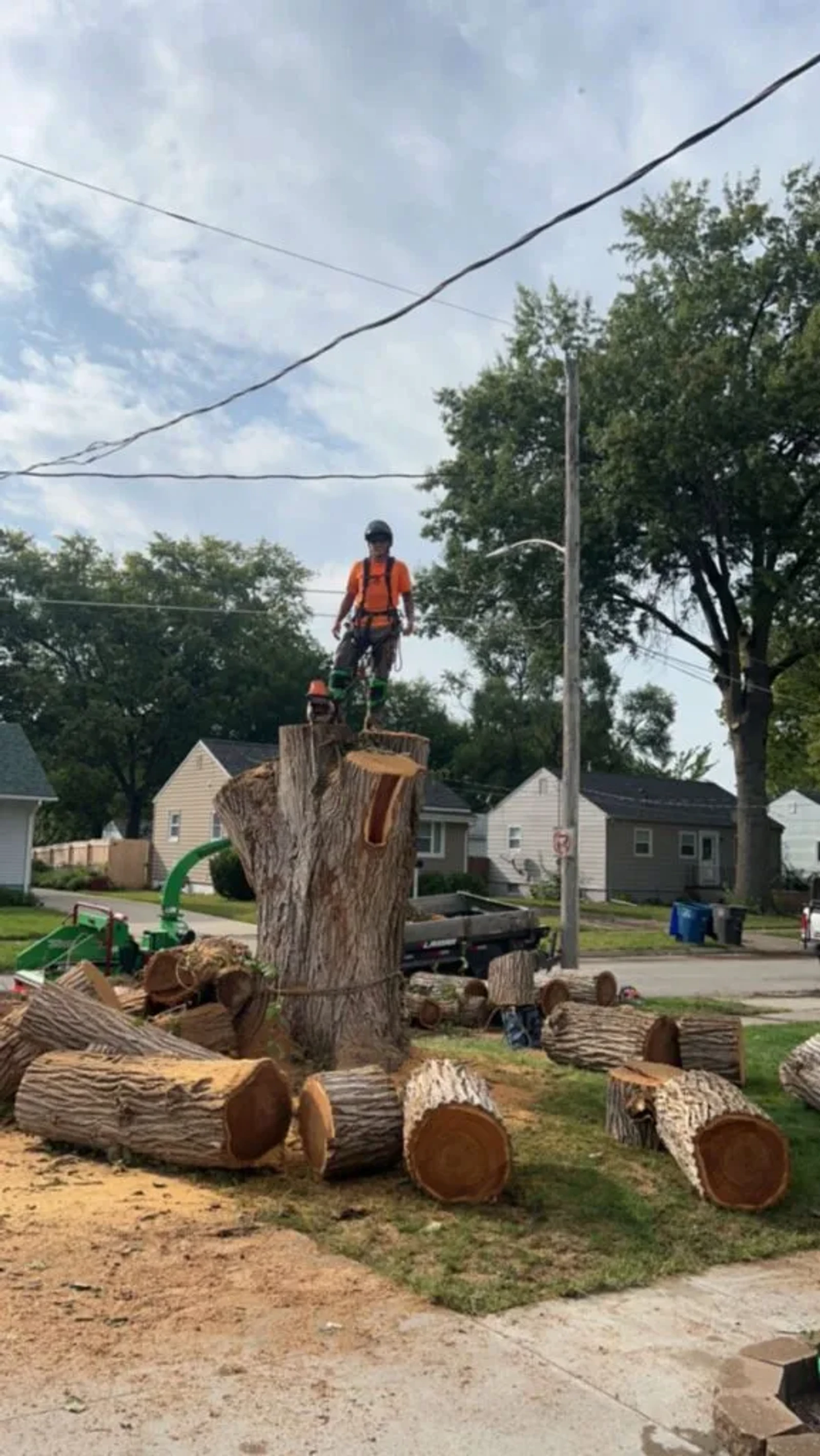 Tree being professionally cut and removed