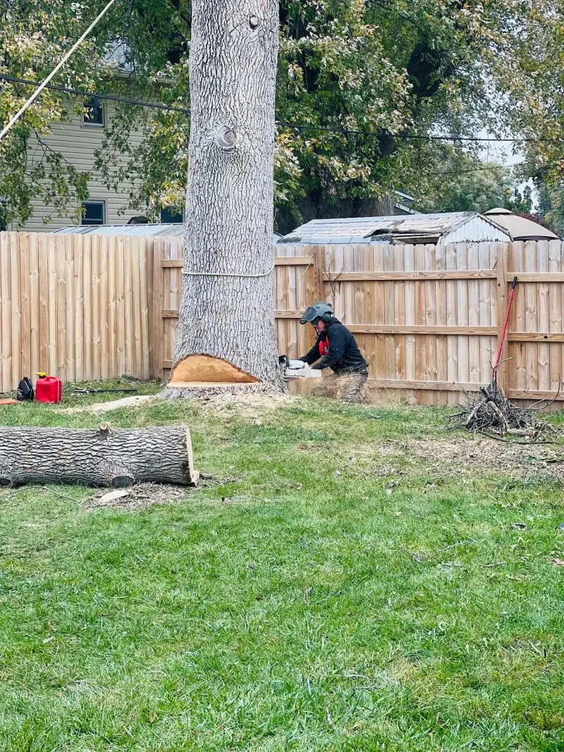 Professional arborist carefully cutting a tree