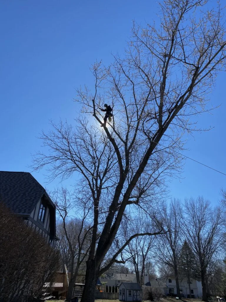 Tree Trimming & Pruning Services in Des Moines, IA | InfanTree