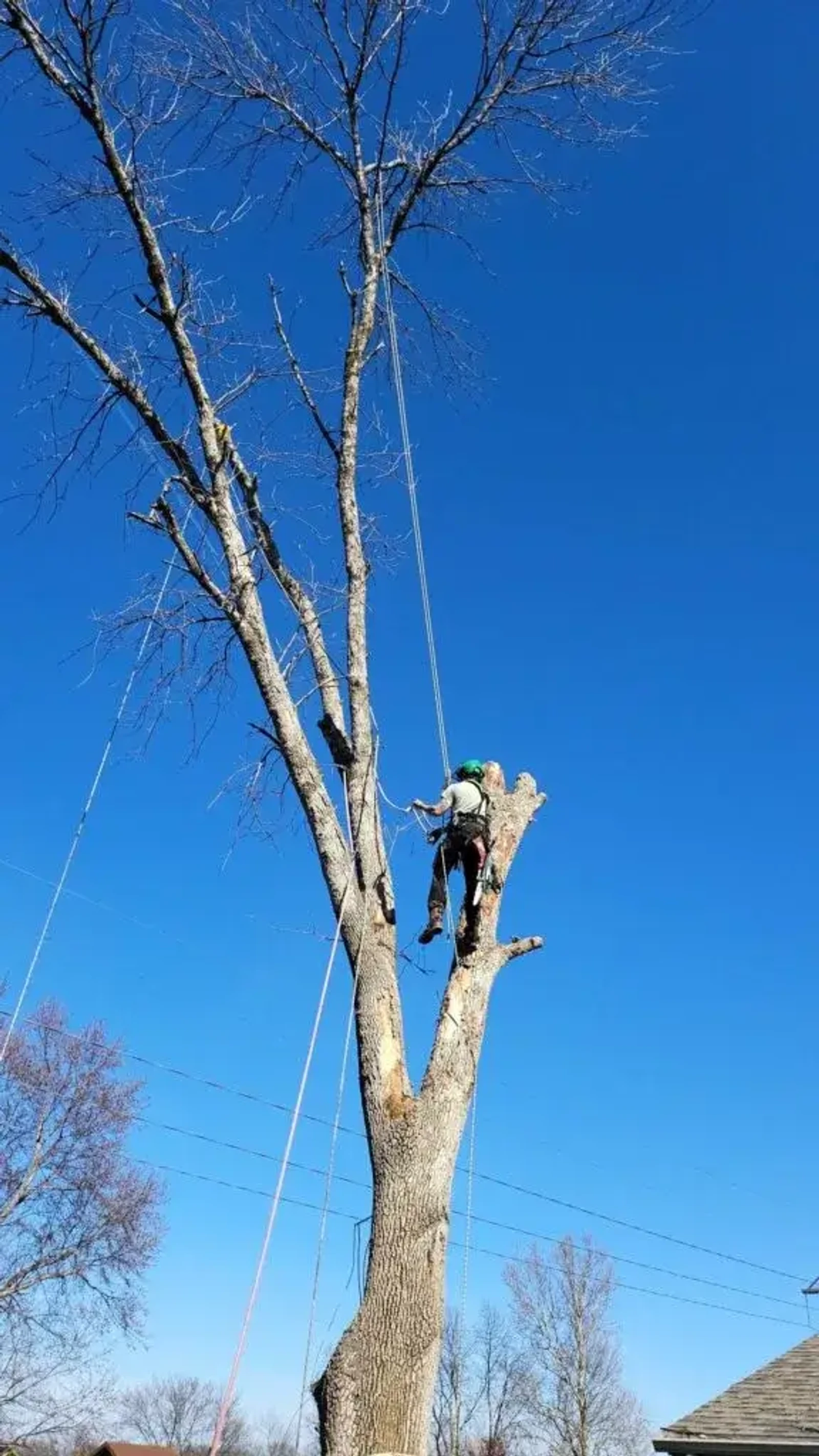 Arborist safely climbing and working in a tree