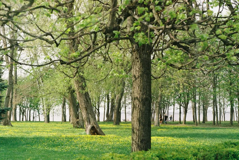 Beautiful park trees maintained by our team